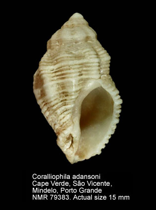 Coralliophila adansoni.jpg - Coralliophila adansoni Kosuge & Fernandes,1989